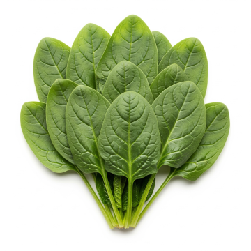 Organic Spinach Leaves